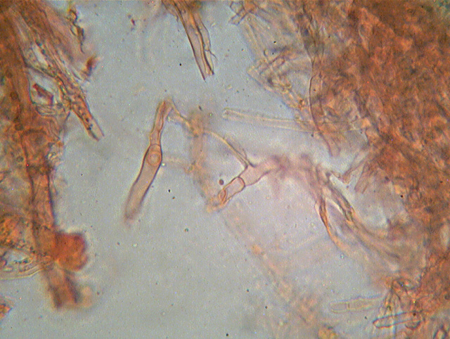 Coniophora puteana